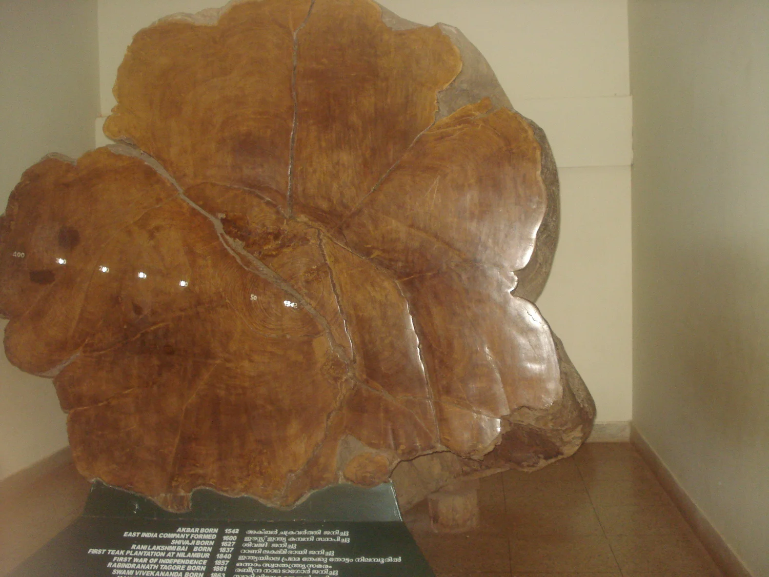 A displayed teak cross-section with visible growth pattern and reflected indoor light.