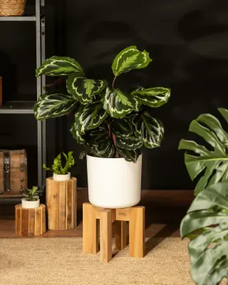 White plant pot resting on a low four-legged wooden stand, with the pot wider than the support underneath.